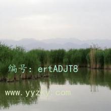 ǧ