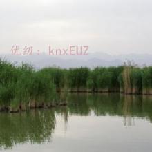 ״